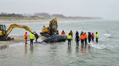 One Determined Humpback Whale, Two Diggers, and a Very German Rescue Operation