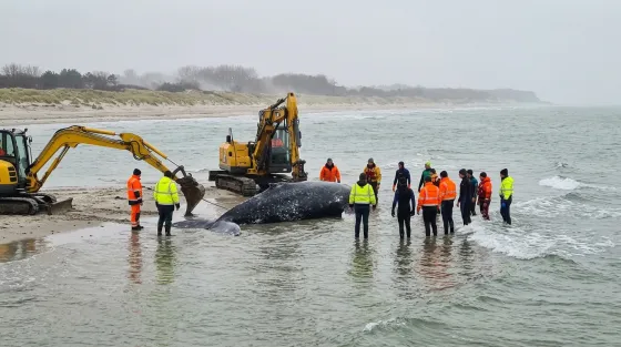 One Determined Humpback Whale, Two Diggers, and a Very German Rescue Operation
