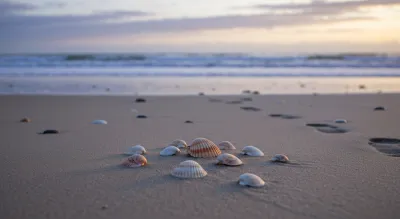 Seashells at Dawn: Why Comey's Beach Snap Has Landed Him in Court Again