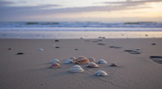 Muszle o Świcie: Dlaczego Zdjęcie Plaży Comeya Znów Trafiło do Sądu